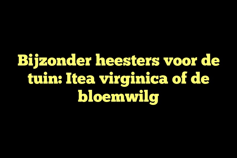 Bijzonder heesters voor de tuin: Itea virginica of de bloemwilg