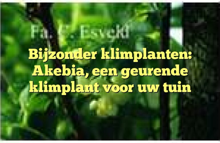 Bijzonder klimplanten: Akebia, een geurende klimplant voor uw tuin