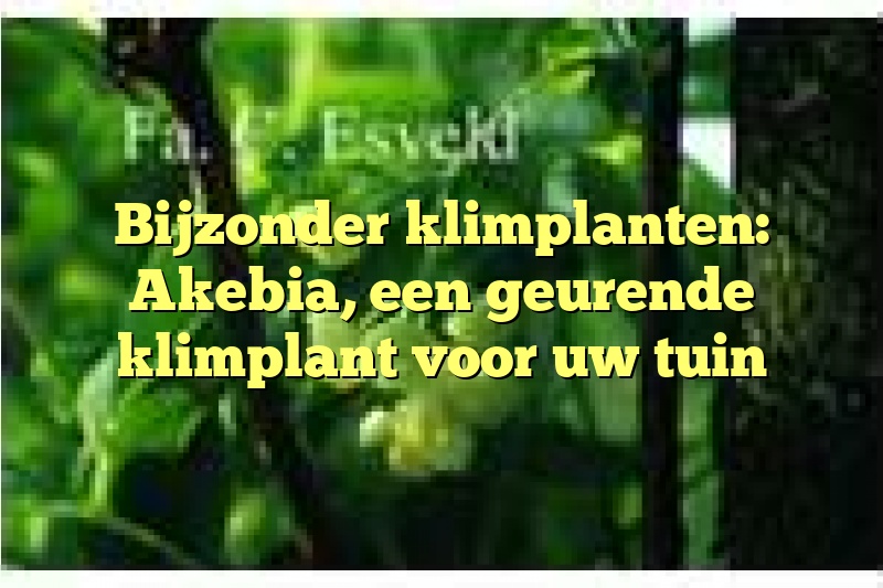 Bijzonder klimplanten: Akebia, een geurende klimplant voor uw tuin