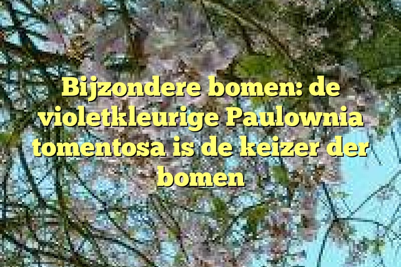 Bijzondere bomen: de violetkleurige Paulownia tomentosa is de keizer der bomen