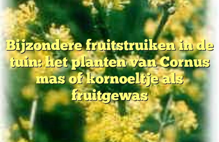 Bijzondere fruitstruiken in de tuin: het planten van Cornus mas of kornoeltje als fruitgewas