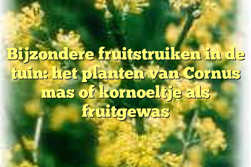 Bijzondere fruitstruiken in de tuin: het planten van Cornus mas of kornoeltje als fruitgewas