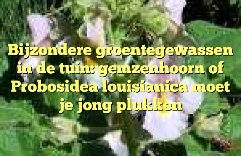 Bijzondere groentegewassen in de tuin: gemzenhoorn of Probosidea louisianica moet je jong plukken