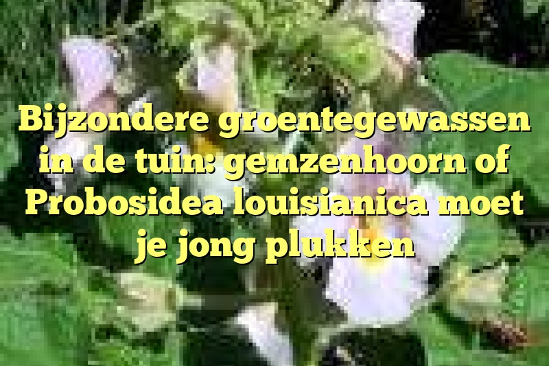 Bijzondere groentegewassen in de tuin: gemzenhoorn of Probosidea louisianica moet je jong plukken