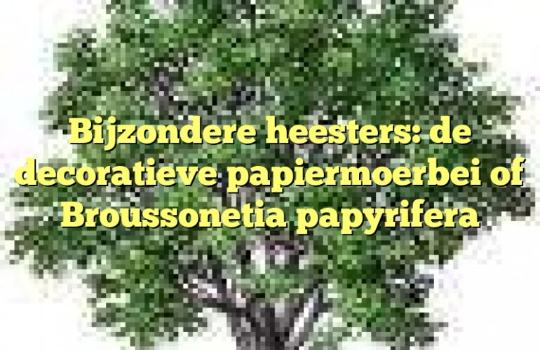 Bijzondere heesters: de decoratieve papiermoerbei of Broussonetia papyrifera