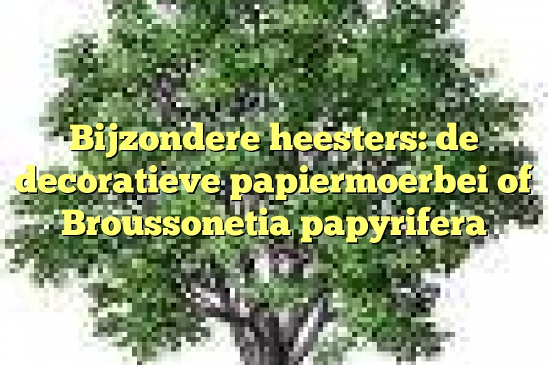 Bijzondere heesters: de decoratieve papiermoerbei of Broussonetia papyrifera