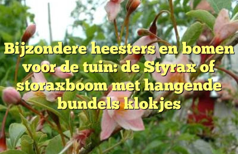 Bijzondere heesters en bomen voor de tuin: de Styrax of storaxboom met hangende bundels klokjes