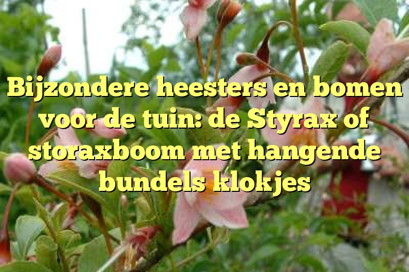 Bijzondere heesters en bomen voor de tuin: de Styrax of storaxboom met hangende bundels klokjes