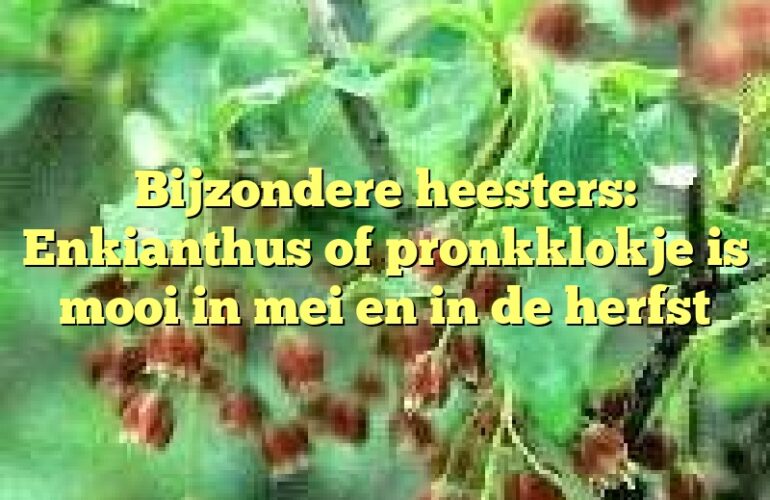 Bijzondere heesters: Enkianthus of pronkklokje is mooi in mei en in de herfst