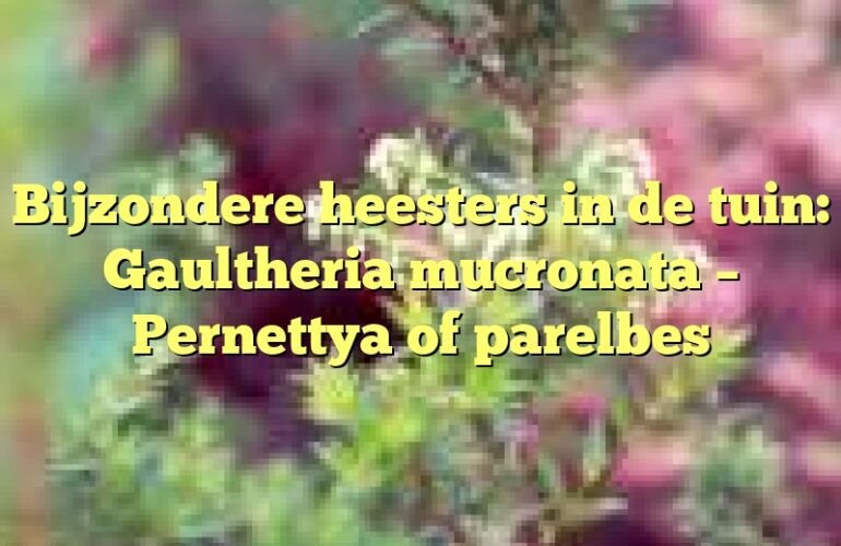 Bijzondere heesters in de tuin: Gaultheria mucronata – Pernettya of parelbes