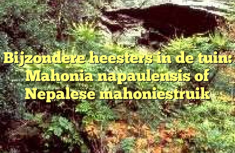 Bijzondere heesters in de tuin: Mahonia napaulensis of Nepalese mahoniestruik