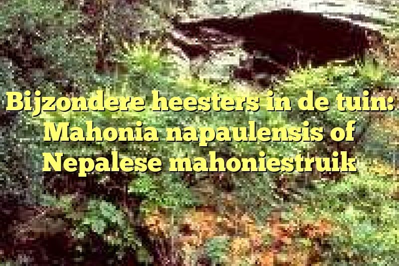 Bijzondere heesters in de tuin: Mahonia napaulensis of Nepalese mahoniestruik