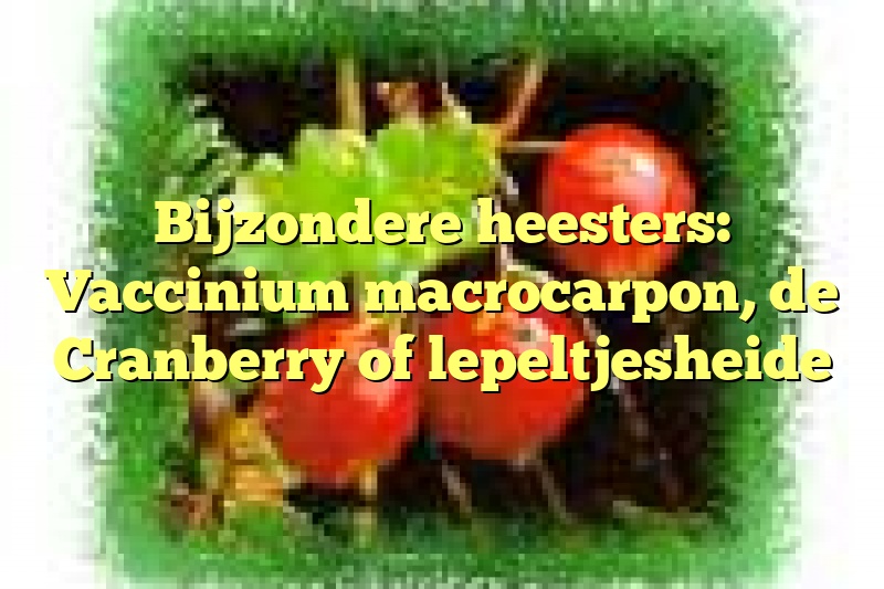 Bijzondere heesters: Vaccinium macrocarpon, de Cranberry of lepeltjesheide