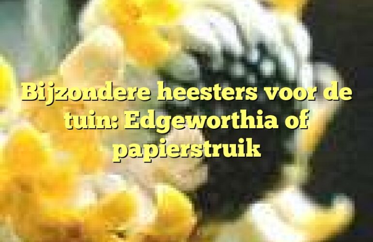 Bijzondere heesters voor de tuin: Edgeworthia of papierstruik