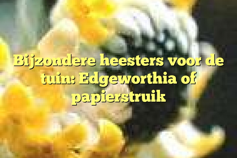 Bijzondere heesters voor de tuin: Edgeworthia of papierstruik