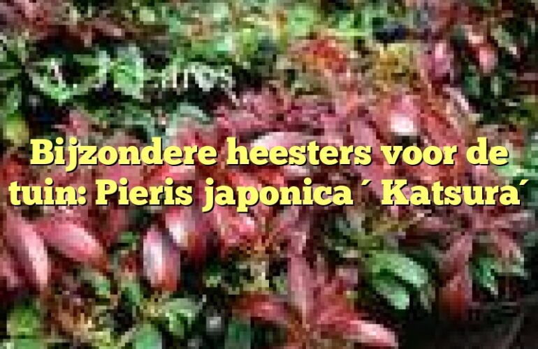 Bijzondere heesters voor de tuin: Pieris japonica ´Katsura´