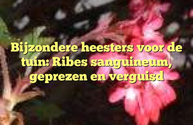 Bijzondere heesters voor de tuin: Ribes sanguineum, geprezen en verguisd