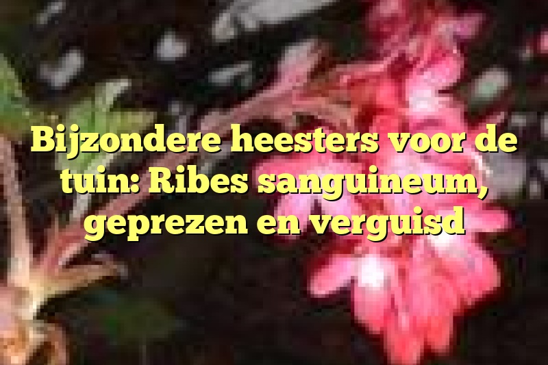 Bijzondere heesters voor de tuin: Ribes sanguineum, geprezen en verguisd