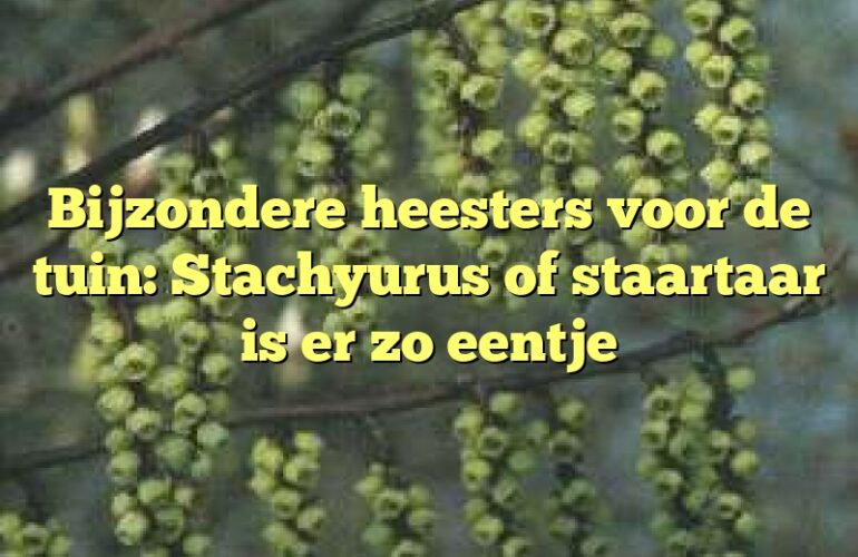 Bijzondere heesters voor de tuin: Stachyurus of staartaar is er zo eentje