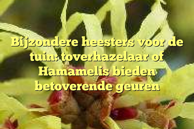 Bijzondere heesters voor de tuin: toverhazelaar of Hamamelis bieden betoverende geuren