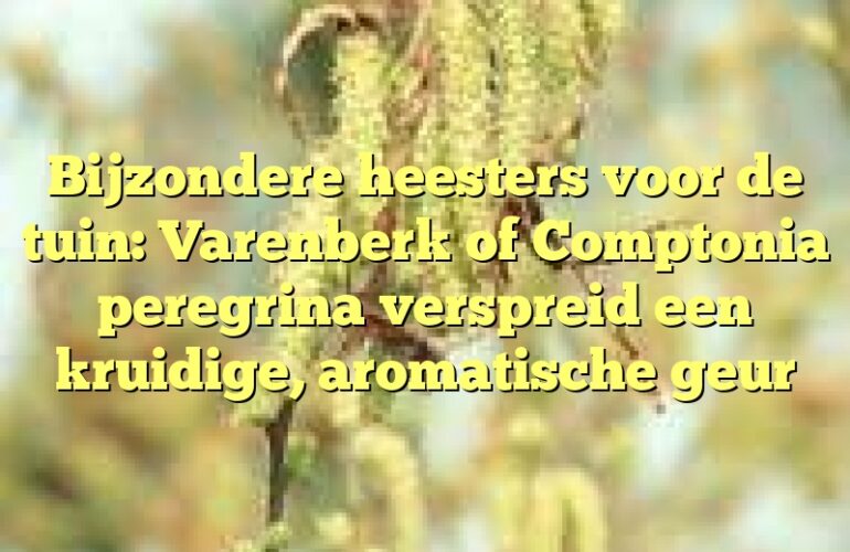 Bijzondere heesters voor de tuin: Varenberk of Comptonia peregrina verspreid een kruidige, aromatische geur