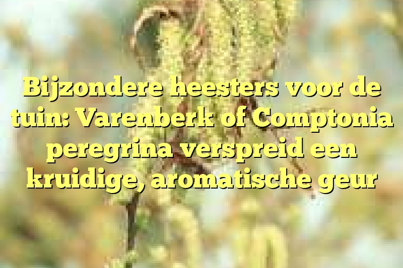 Bijzondere heesters voor de tuin: Varenberk of Comptonia peregrina verspreid een kruidige, aromatische geur