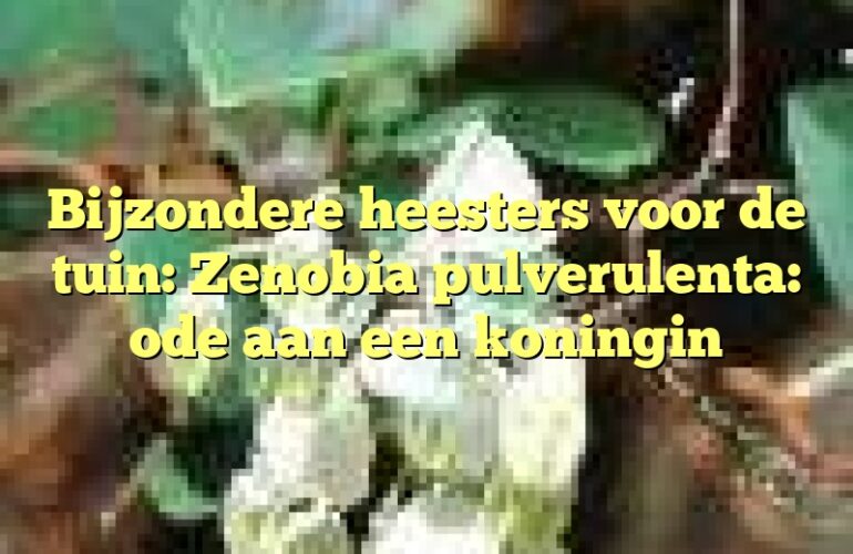 Bijzondere heesters voor de tuin: Zenobia pulverulenta: ode aan een koningin