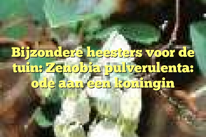 Bijzondere heesters voor de tuin: Zenobia pulverulenta: ode aan een koningin