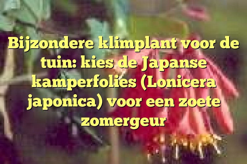 Bijzondere klimplant voor de tuin: kies de Japanse kamperfolies (Lonicera japonica) voor een zoete zomergeur