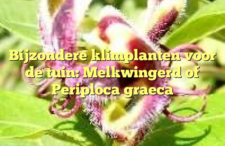 Bijzondere klimplanten voor de tuin: Melkwingerd of Periploca graeca