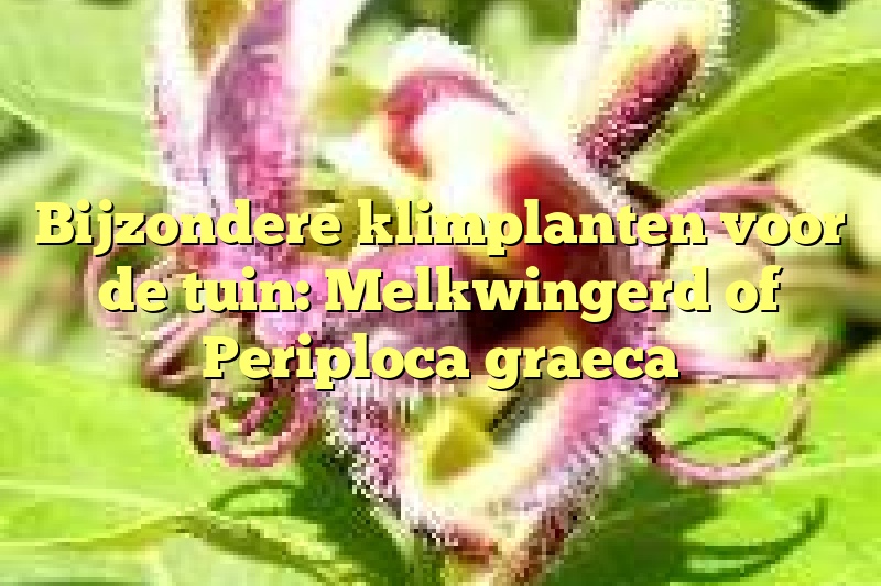 Bijzondere klimplanten voor de tuin: Melkwingerd of Periploca graeca