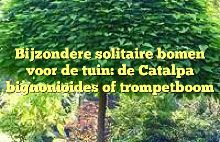 Bijzondere solitaire bomen voor de tuin: de Catalpa bignonioides of trompetboom