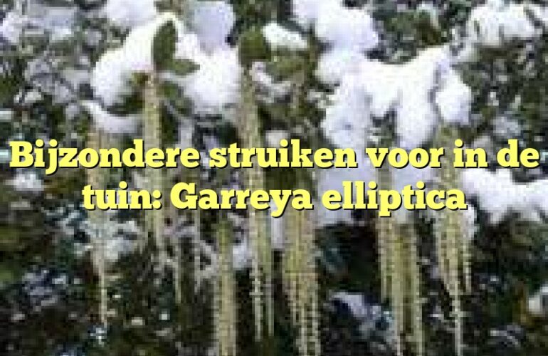 Bijzondere struiken voor in de tuin: Garreya elliptica