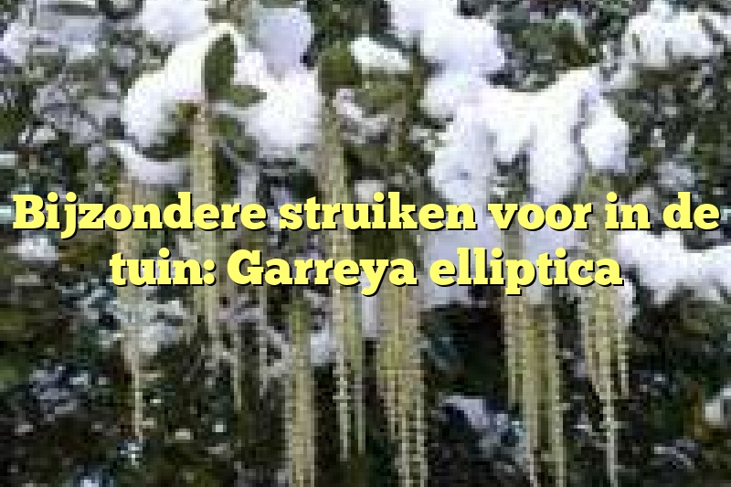 Bijzondere struiken voor in de tuin: Garreya elliptica