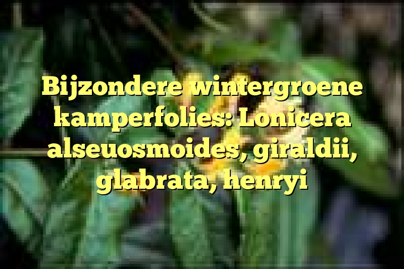 Bijzondere wintergroene kamperfolies: Lonicera alseuosmoides, giraldii, glabrata, henryi