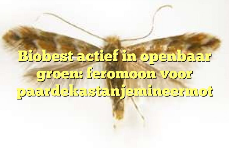 Biobest actief in openbaar groen: feromoon voor paardekastanjemineermot