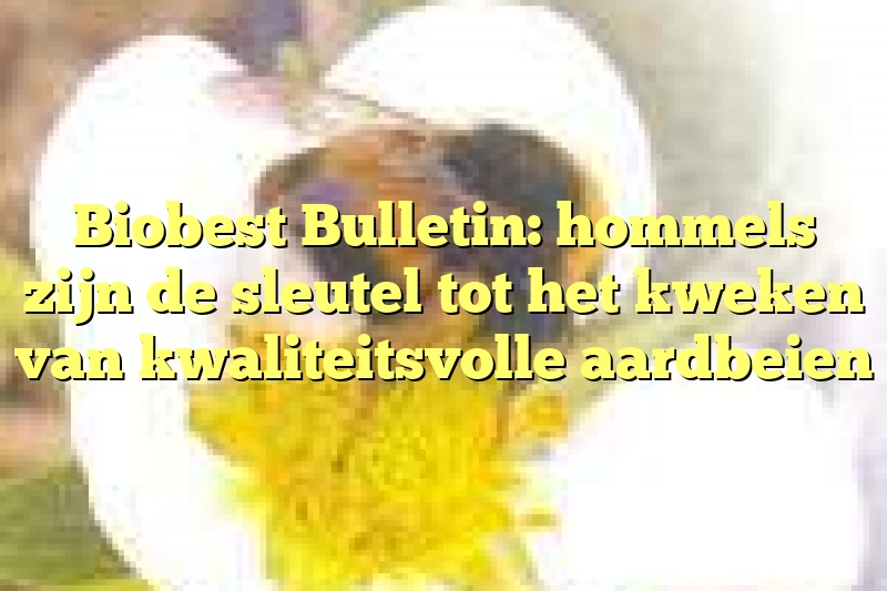 Biobest Bulletin: hommels zijn de sleutel tot het kweken van kwaliteitsvolle aardbeien