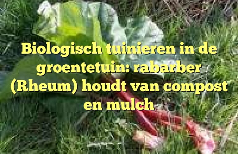 Biologisch tuinieren in de groentetuin: rabarber (Rheum) houdt van compost en mulch