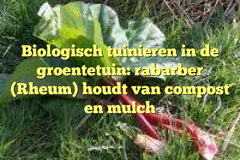 Biologisch tuinieren in de groentetuin: rabarber (Rheum) houdt van compost en mulch