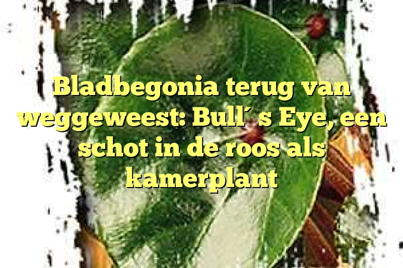 Bladbegonia terug van weggeweest: Bull´s Eye, een schot in de roos als kamerplant