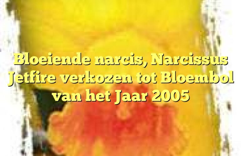 Bloeiende narcis, Narcissus Jetfire verkozen tot Bloembol van het Jaar 2005