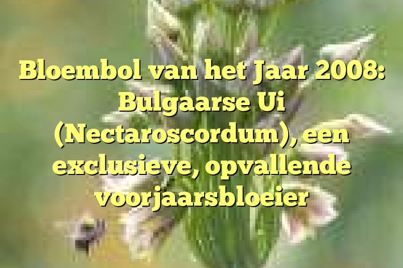 Bloembol van het Jaar 2008: Bulgaarse Ui (Nectaroscordum), een exclusieve, opvallende voorjaarsbloeier