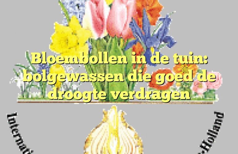 Bloembollen in de tuin: bolgewassen die goed de droogte verdragen