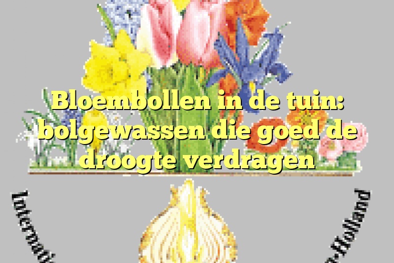 Bloembollen in de tuin: bolgewassen die goed de droogte verdragen