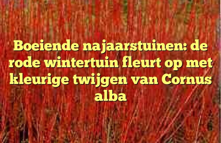 Boeiende najaarstuinen: de rode wintertuin fleurt op met kleurige twijgen van Cornus alba