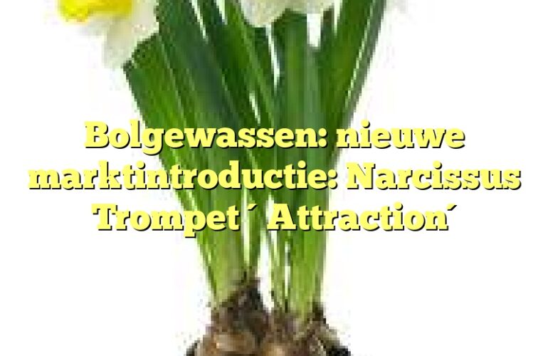 Bolgewassen: nieuwe marktintroductie: Narcissus Trompet ´Attraction´