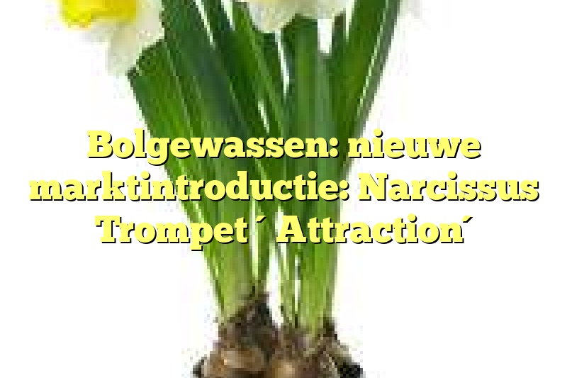 Bolgewassen: nieuwe marktintroductie: Narcissus Trompet ´Attraction´