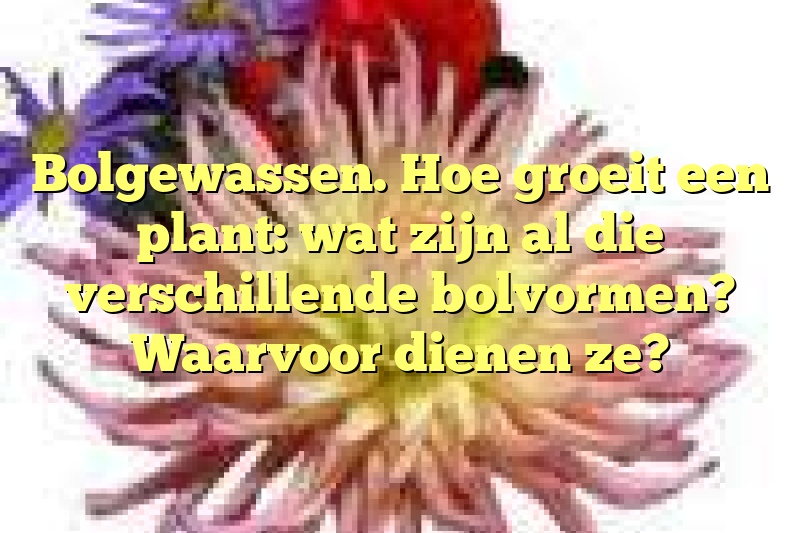 Bolgewassen. Hoe groeit een plant: wat zijn al die verschillende bolvormen? Waarvoor dienen ze?