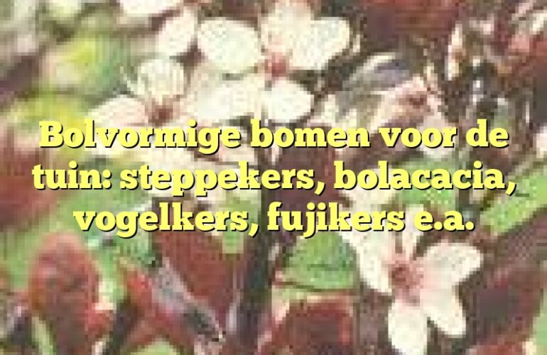 Bolvormige bomen voor de tuin: steppekers, bolacacia, vogelkers, fujikers e.a.