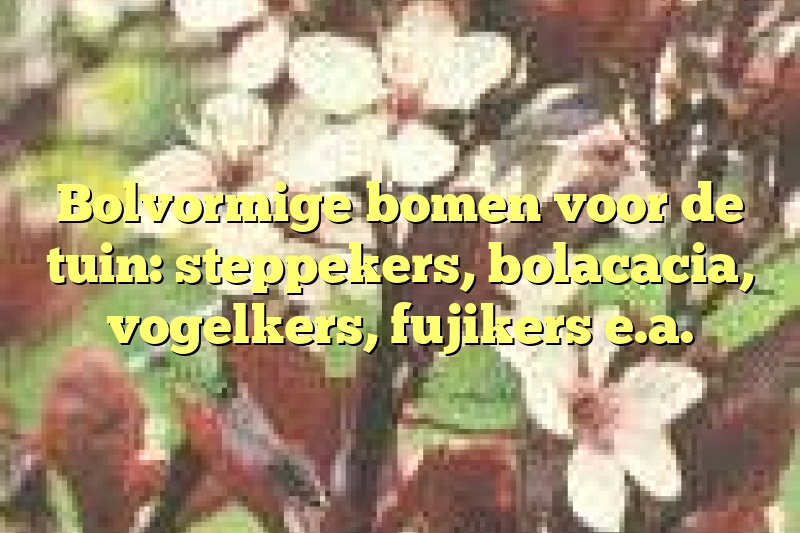 Bolvormige bomen voor de tuin: steppekers, bolacacia, vogelkers, fujikers e.a.